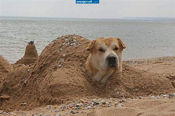 Черепес