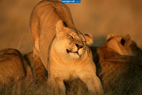 Кошка и в Африке - кошка))