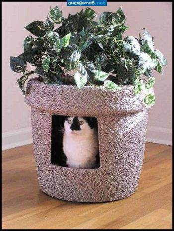 Кошкин дом.