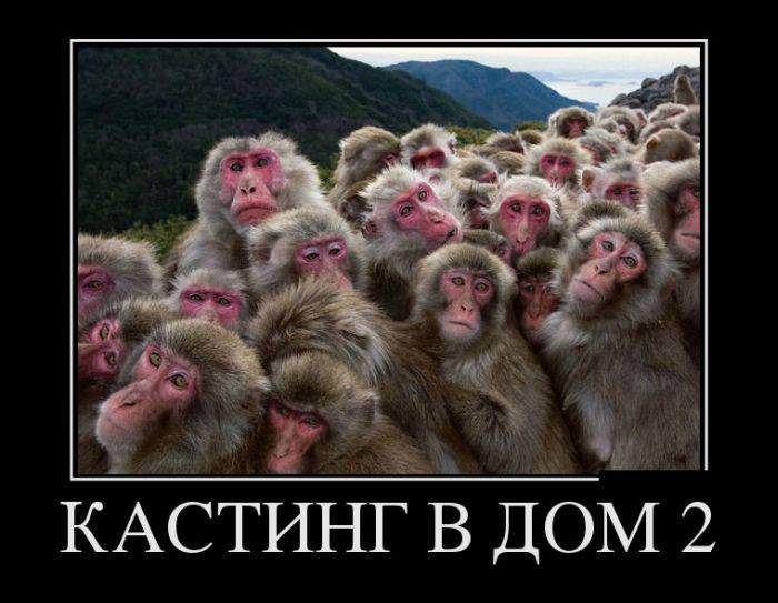 кавказцы с гор спустились