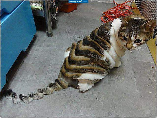 Гламурный кот