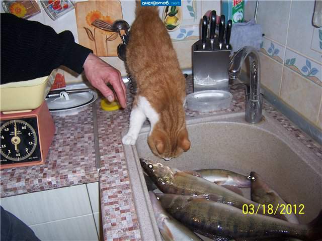 Инспектор службы контроля качества морепродуктов