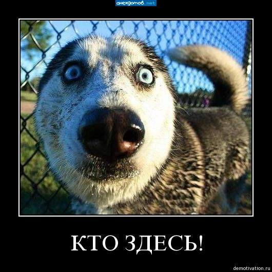 Из Кореи, говоришь? И живой?!...