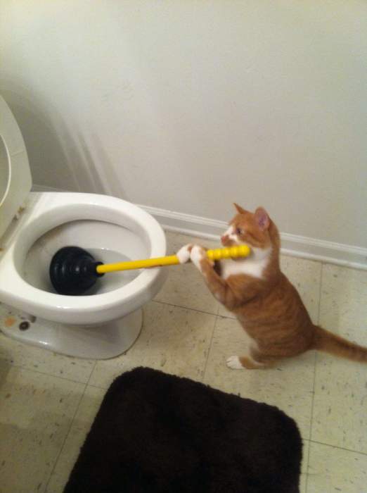 Глянь,кота приучили унитаз чистить, а я мужика не могу!!!