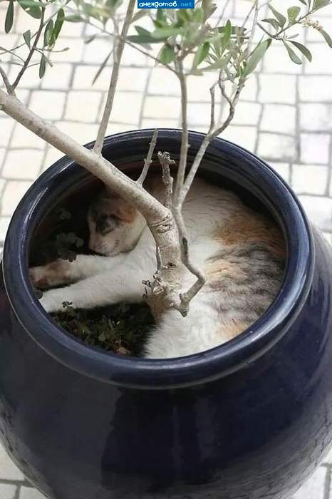 Котэ-бонсай...)))