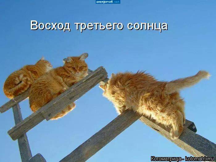 КотЭтажерка....)))