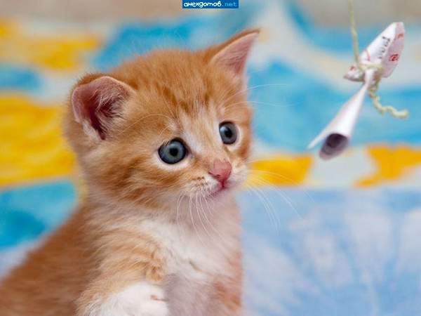 солнечный котенок
