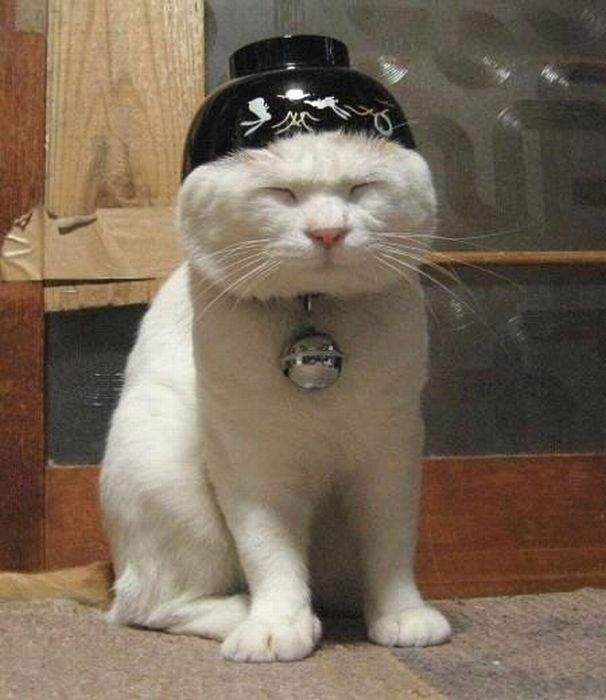 Котэ-сан