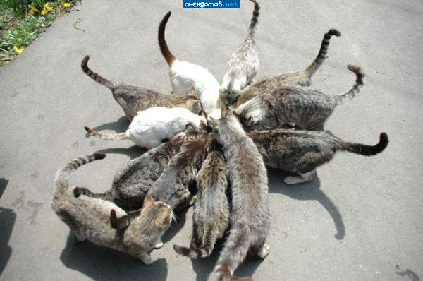 косминог...