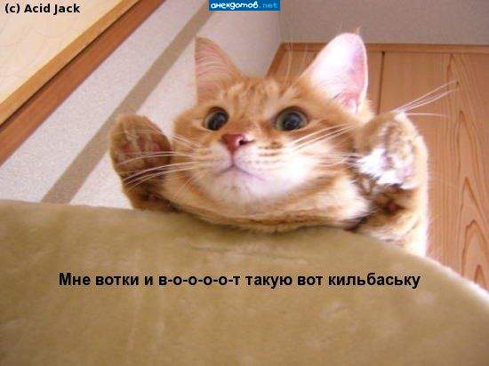 Чудо-котэ!