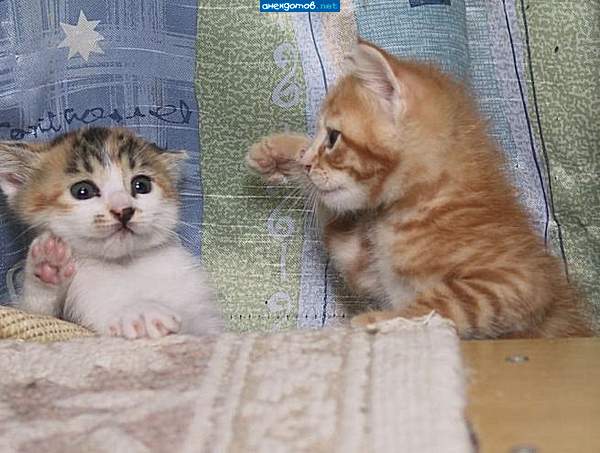 Служу Советскому Союзу