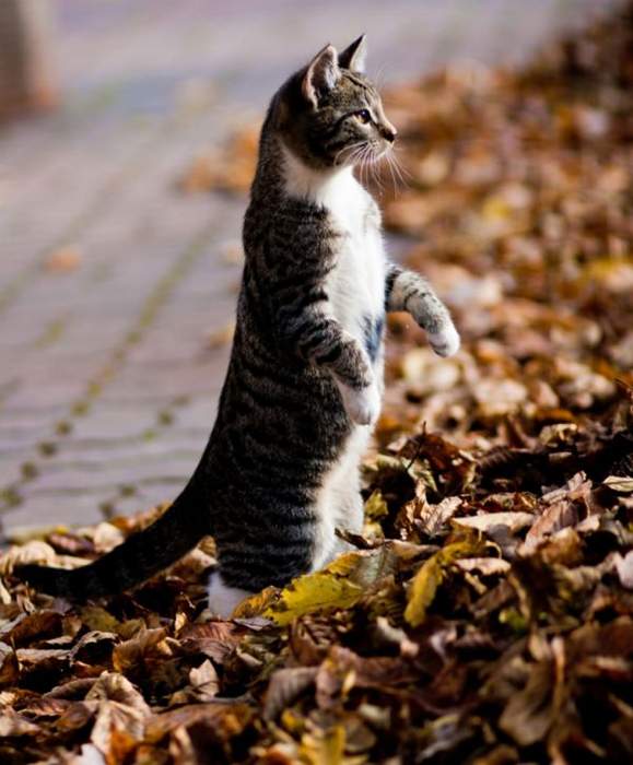 "Кошканчик"