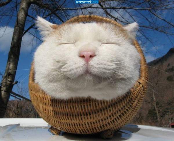 "Кошарик"