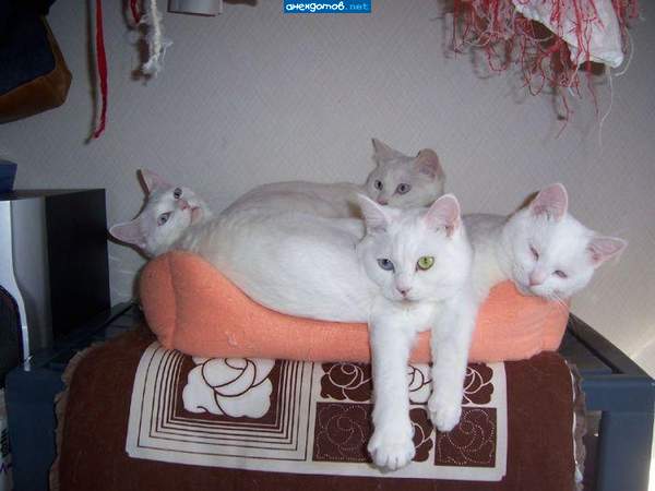 Змей Котыныч =)