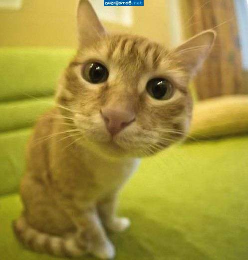 Котэ