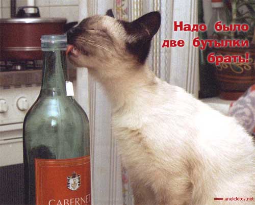ну хоть капельку кисоньке