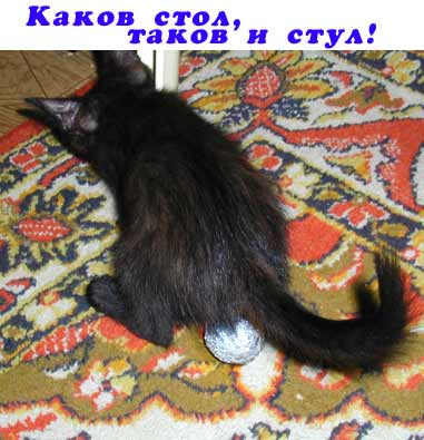 Австралийский кот. Яйцекладущий.
