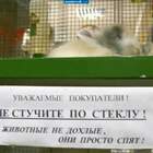 это в магазине на профсоюзной. у них там много приколов, типа не стучите, они не откроют pic
