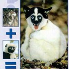 жути пучеглазые pic