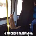 Собакам язык показывает. pic