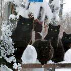Банда Черная Кошка pic
