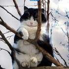 весна...коты прилетели pic