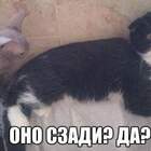 Родился -как все, но потом на него напала моль... pic
