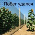 Свобода! pic