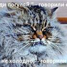 Он бдльше не Барсик, Теперь он СНЕЖНЫЙ БАРС!!! pic