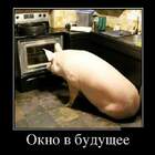 Поросенко смотрит в Европу pic