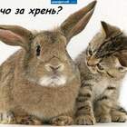 Вы... такой особенный! Вы точно кот? pic