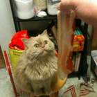 Я так разумею,шо свинки в сарае больше нэма pic