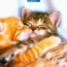 Котик мой, обниму тебя и никуда не отпущу)Люблю тебя,мой милый pic