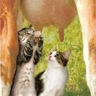 Это НАША корова! И МЫ ее доим. pic
