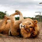 кот - он и в Африке кот... pic