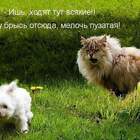 Метить мою территорию он вздумал, щенок! pic