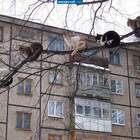 Коты прилетели pic