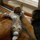 наследник Тутти! pic