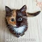 Котоянус. pic