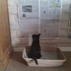 Современные коты в туалет ходят с планшетом pic