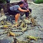 гули... гули!!! гули!!!!! pic