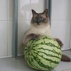Вот такой у нас в Чернобыле крыжовник pic