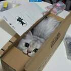 Мышеловку на aliexpress заказал... pic