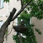 Ну, допустим, кар! pic