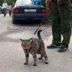 почему без намордника? pic