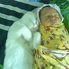 Халк-младенец и Халк-кот . pic