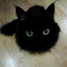 В темноте его зовут - Б...ядь!! pic