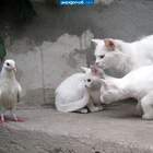 - Пацаны, это курица? - Дурак, это хавается pic
