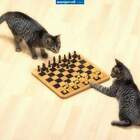 Полосатые начинают и выигрывают pic