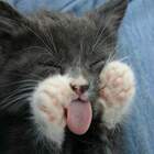 Бе-е-е-еее!! pic
